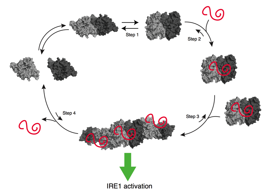 Image for The Unfolded Protein Response and IRE1 Signaling in Health and Disease