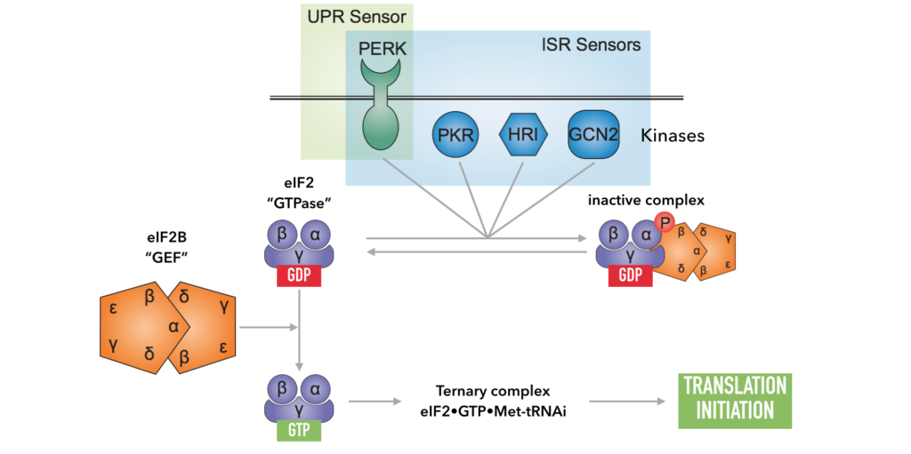 ISR sensors detect and respond to a variety of cellular stresses such as unfolded proteins in the ER